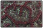 Green Symphyllia Brain Coral